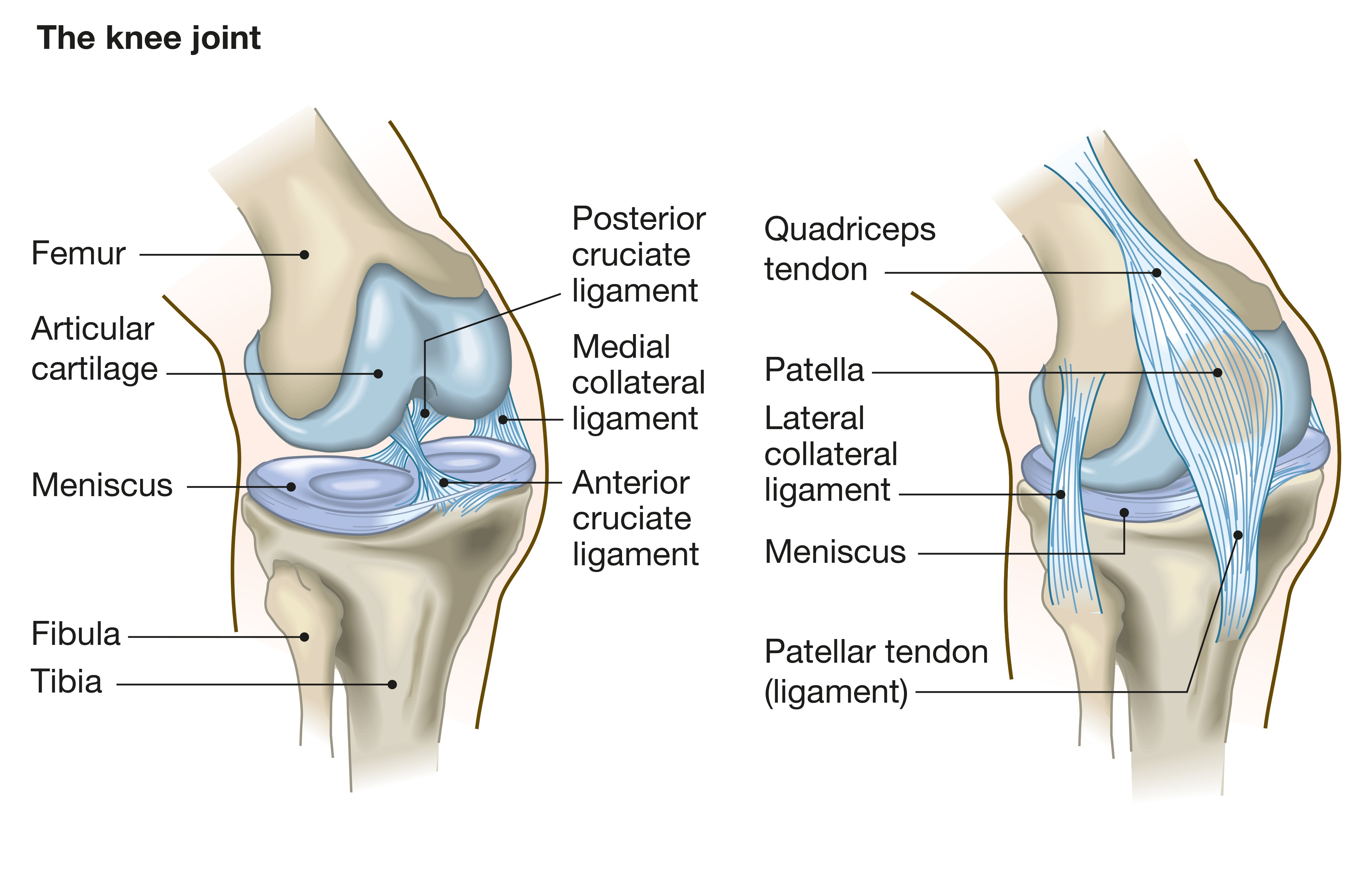 Understanding Graft Choices in Anterior Cruciate Ligament (ACL) Surgery